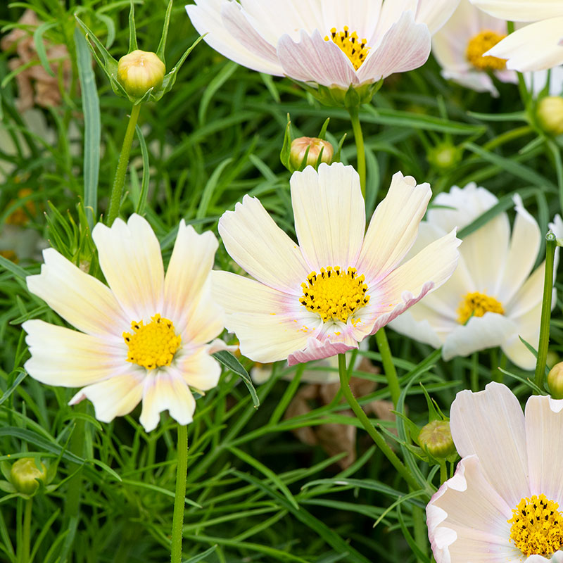 Cosmos 'Apricot Lemonade'