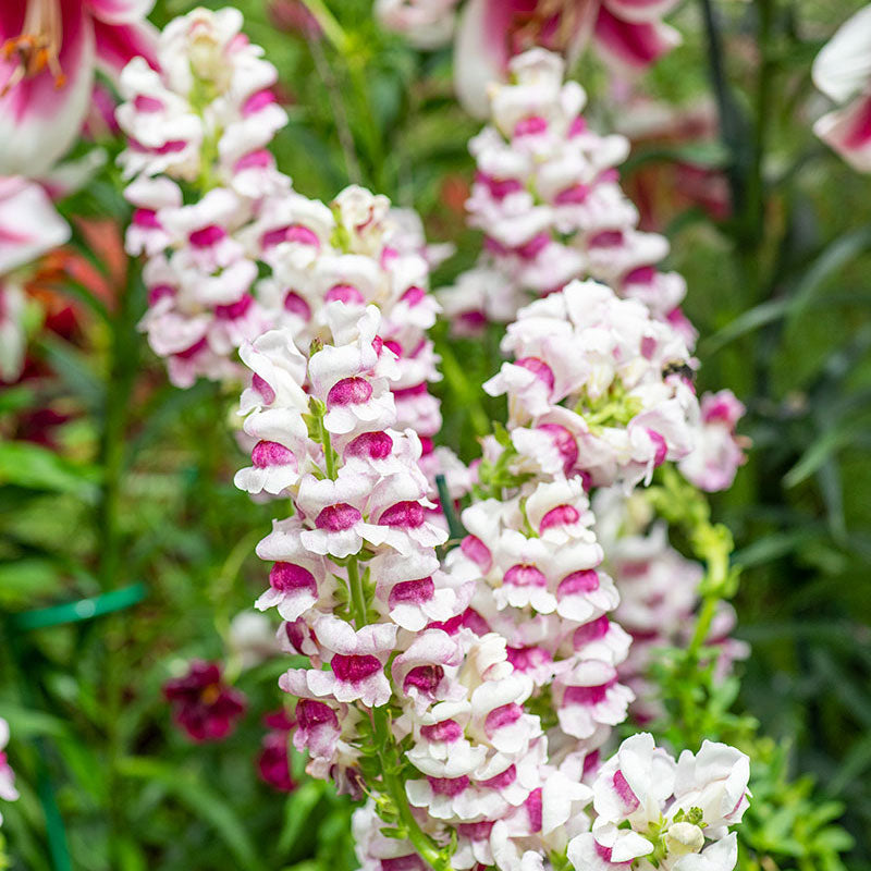 snapdragon flower seeds series f1-1000 seeds Snapdragon 'Maryland Plumblossom' F1