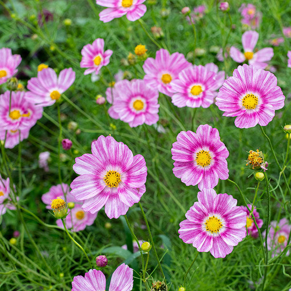 Cosmos 'Happy Ring' seeds - Cosmos bipinnatus