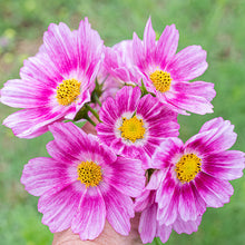 Cosmos 'Happy Ring'