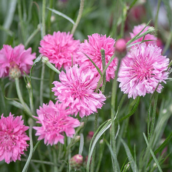How to Grow Bachelor Buttons: 5 Tips for Growing Cornflowers - Growing In  The Garden