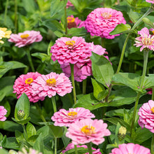 Zinnia 'Illumination'