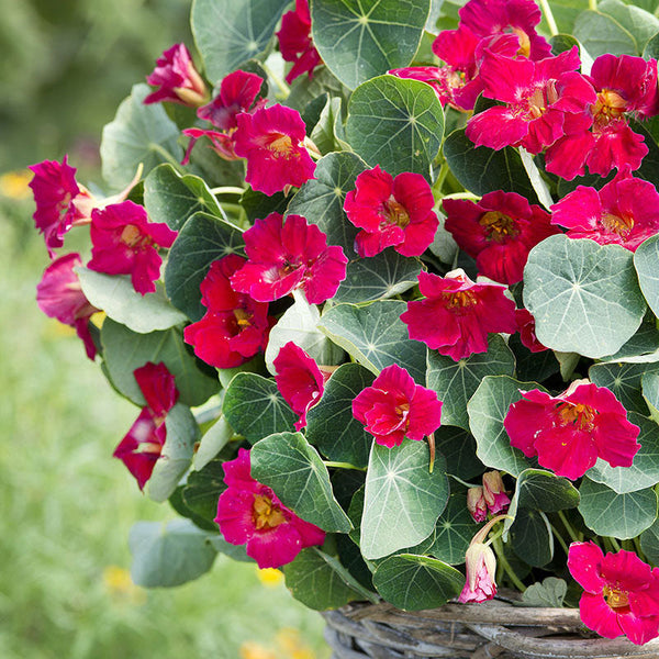flower nasturtium seeds Nasturtium 'Baby Rose'
