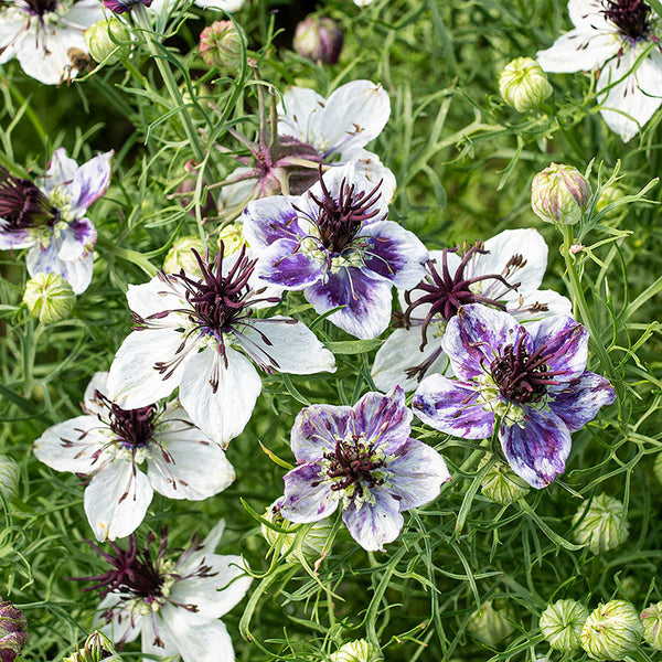 Noir fleurir / DEFLOWER 限定配布盤　デフラワー Love-in-a-Mist 'Delft Blue' seeds - Nigella papillosa