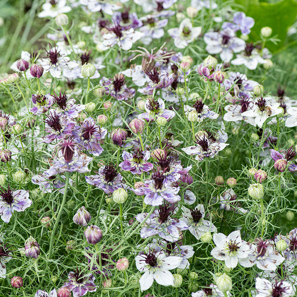 Love-in-a-Mist 'Delft Blue'