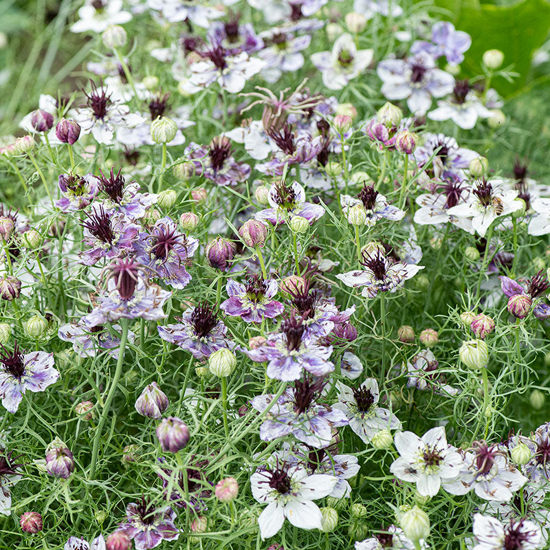 Love-in-a-Mist 'Delft Blue' seeds - Nigella papillosa