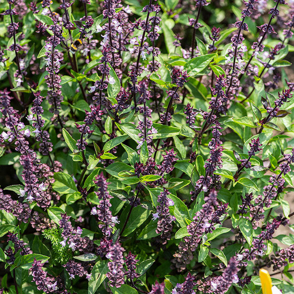 
    



Basil - Thai 'Queenette'
