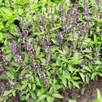 
    



Basil - Thai 'Queenette'
