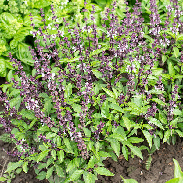 Sweet Basil, Thai Basil, Ocimum basilicum Linn in the garden is herbs and spices for cooking, a Sweet Basil, Thai Basil, Ocimum basilicum Linn in the garden is herbs and spices for cooking, a