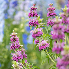 Bee Balm - Lemon Bergamot