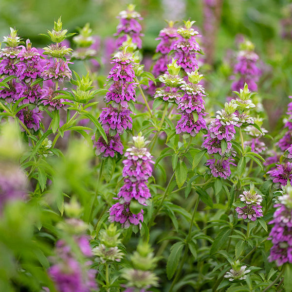 Bee Balm - Lemon Bergamot