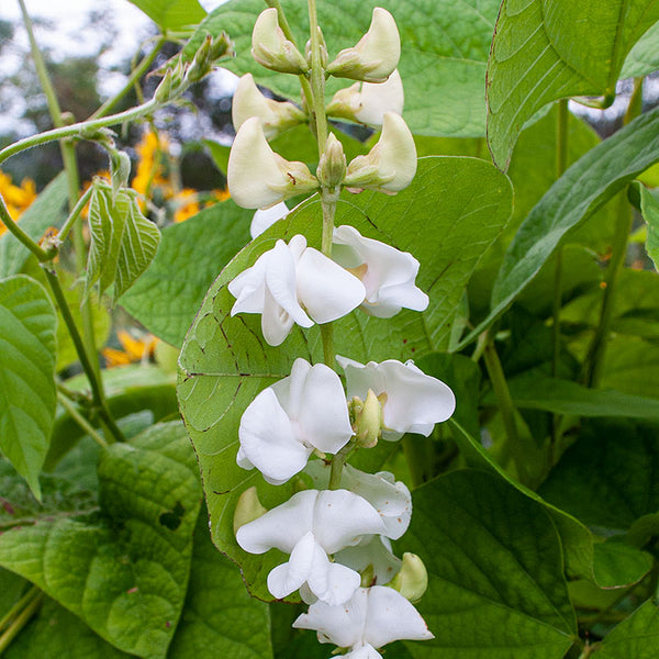 moon silver succulent flower Hyacinth Bean 'Silver Moon' seeds