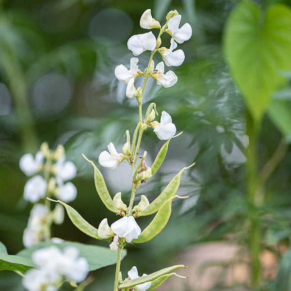 hyacinth flower seed pods Hyacinth Bean 'Silver Moon' seeds