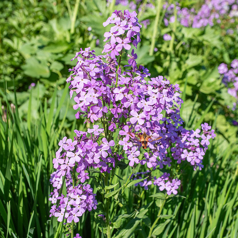 rocket flower seeds Hesperis matronalis