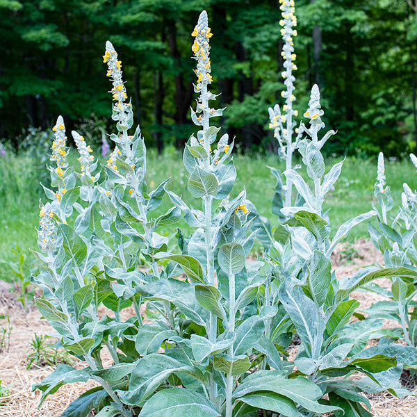 Mullein 'Polar Summer'