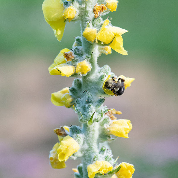 Mullein 'Polar Summer'