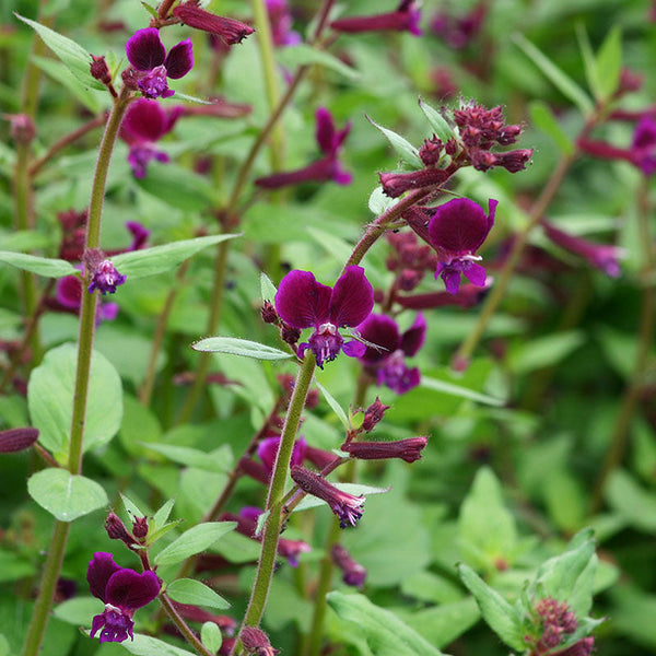 Cuphea 'Purple Passion'