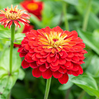 
    



Zinnia 'Scarlet Flame'
