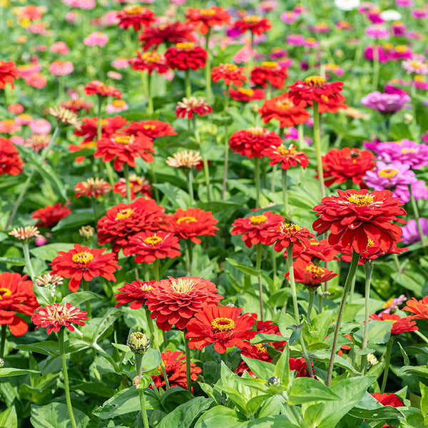 zinnia indoor plant Zinnia 'Scarlet Flame'