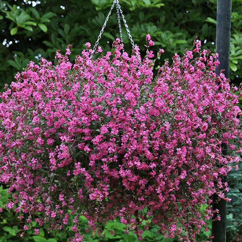 Silene 'Sibella Carmine'