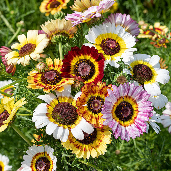 planting daisy seeds Painted Daisy 'Rainbow Mix'