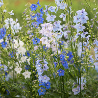 
    



Delphinium 'CT Yankee Mix'
