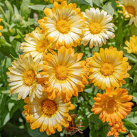 
    



Calendula 'Oopsy Daisy'
