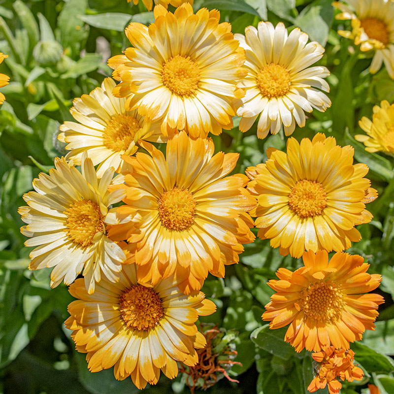 margarita flower seeds Calendula 'Oopsy Daisy'