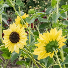 Sunflower 'Soluna Lemon'