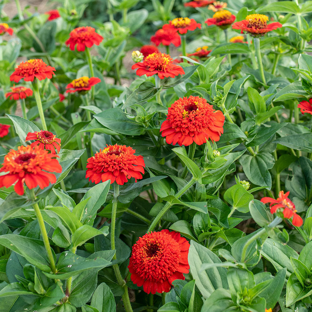 Zinnia 'Zinderella Red'