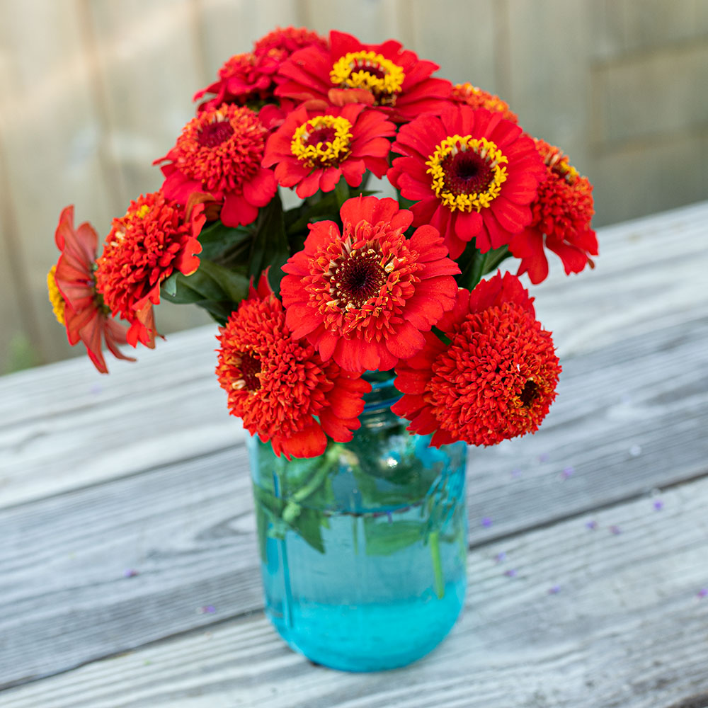 Zinnia 'Zinderella Red'