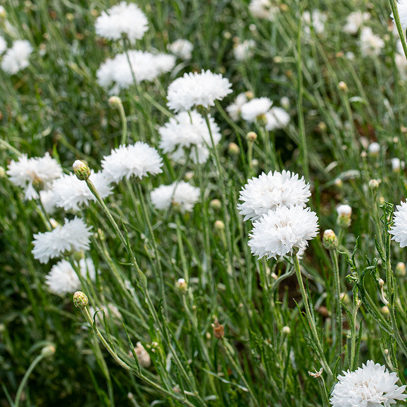 Cornflower 'Snowman'