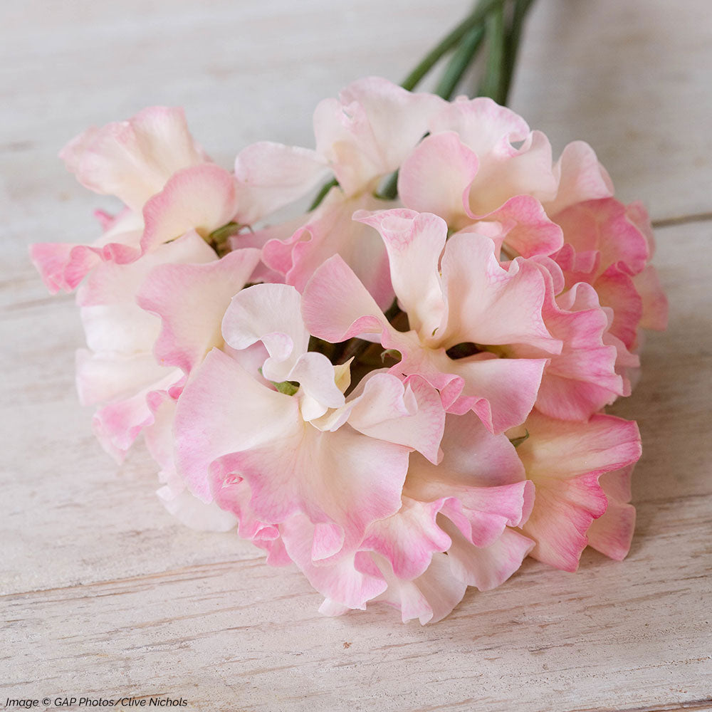 Sweet Pea 'Mollie Rilstone' Organic