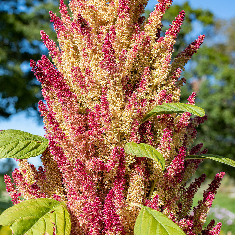 amaranth plant photos Amaranth 'New Mexico' Organic