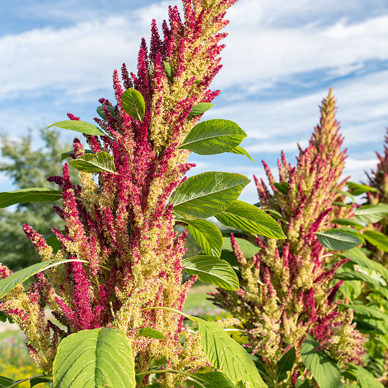 Amaranth 'New Mexico' Organic