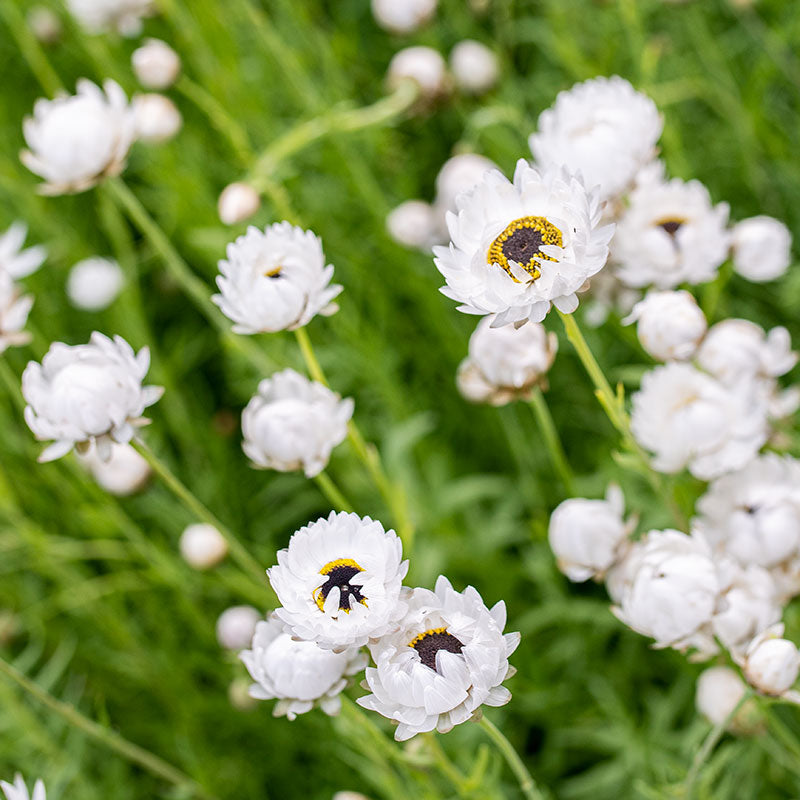 Strawflower 'Pierrot White'