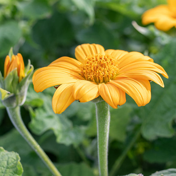 tithonia plant Mexican Sunflower 'Yellow Torch'