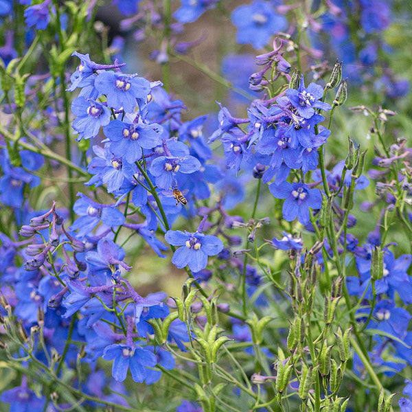 belladonna flower seeds Delphinium 'Bellamosum'