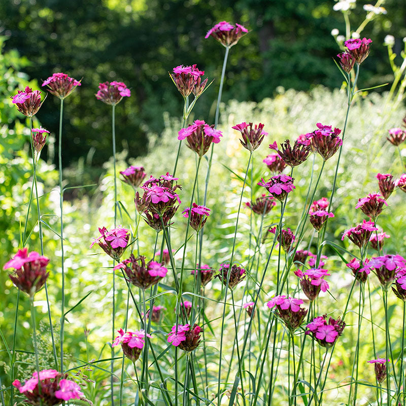 Carthusian Pink