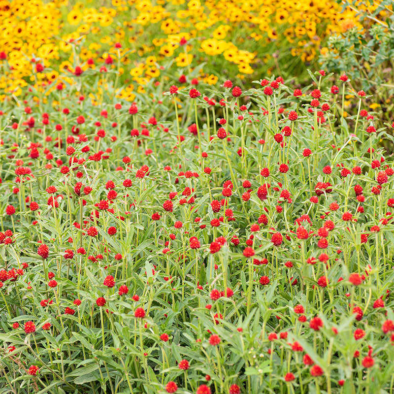 strawberry fields gomphrena seeds Gomphrena Haageana Strawberry - Flower Seeds