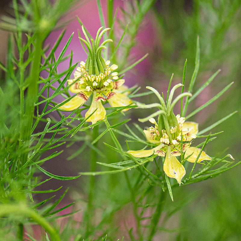 Nigella 'Transformer'