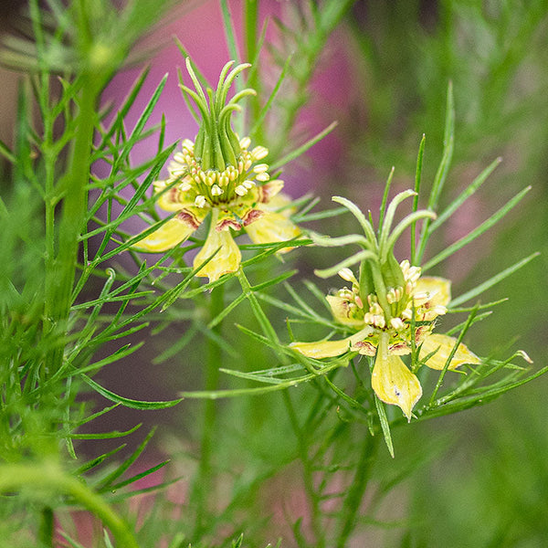 Nigella 'Transformer'