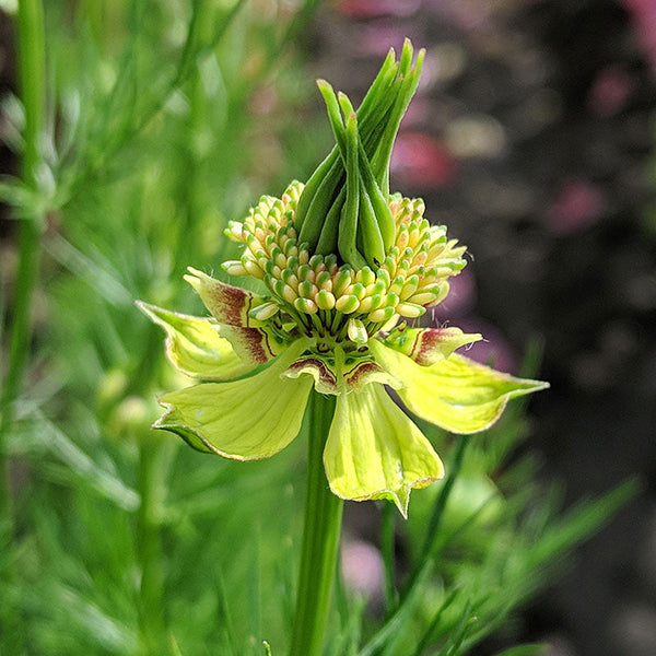 Nigella 'Transformer'