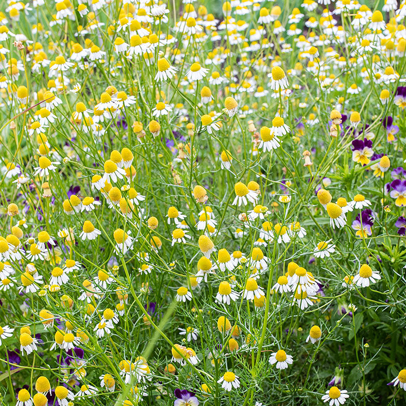 Roman Chamomile Organic