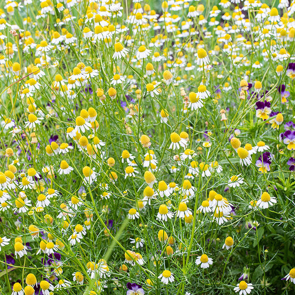 chamomile flower seeds for sale Roman Chamomile seeds