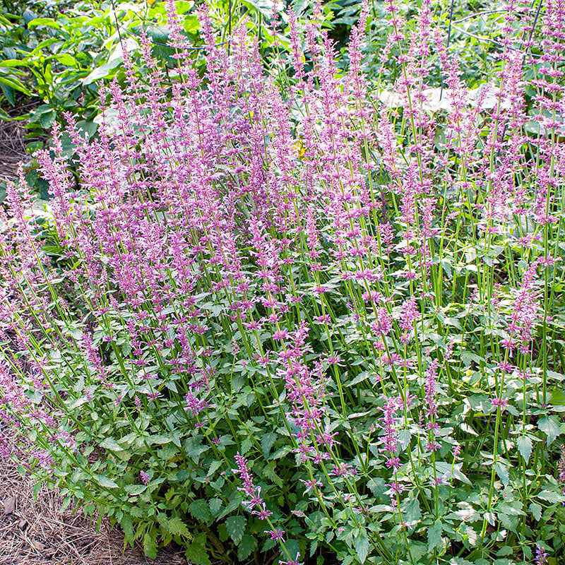 Agastache 'Rose Mint'