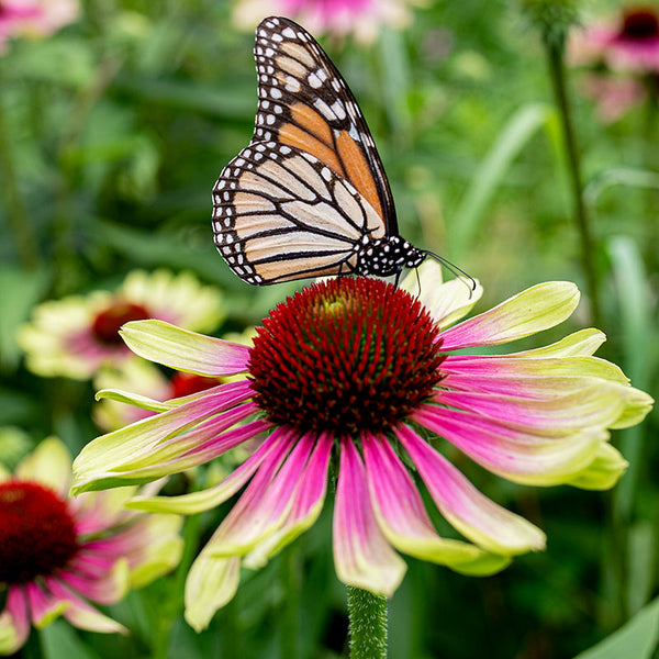 green echinacea seeds Coneflower 'Green Twister' seeds