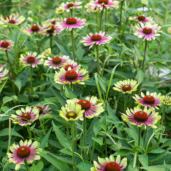 echinacea green twister seeds Coneflower 'Green Twister' seeds