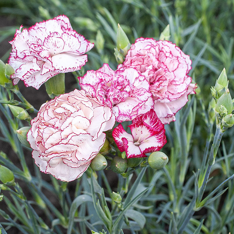 The Ultimate Flower Guide to Carnation Flowers