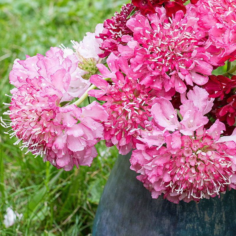 Sweet Scabious 'Salmon Queen'